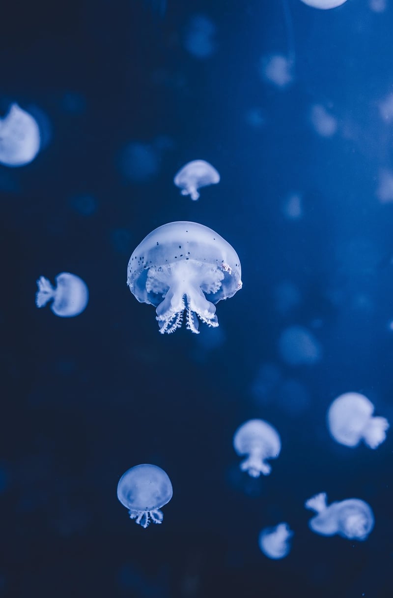 Jellyfish in the deep sea